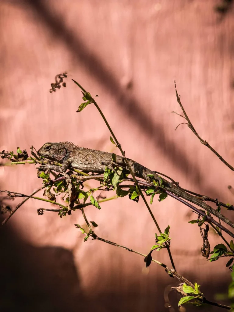 Chameleon