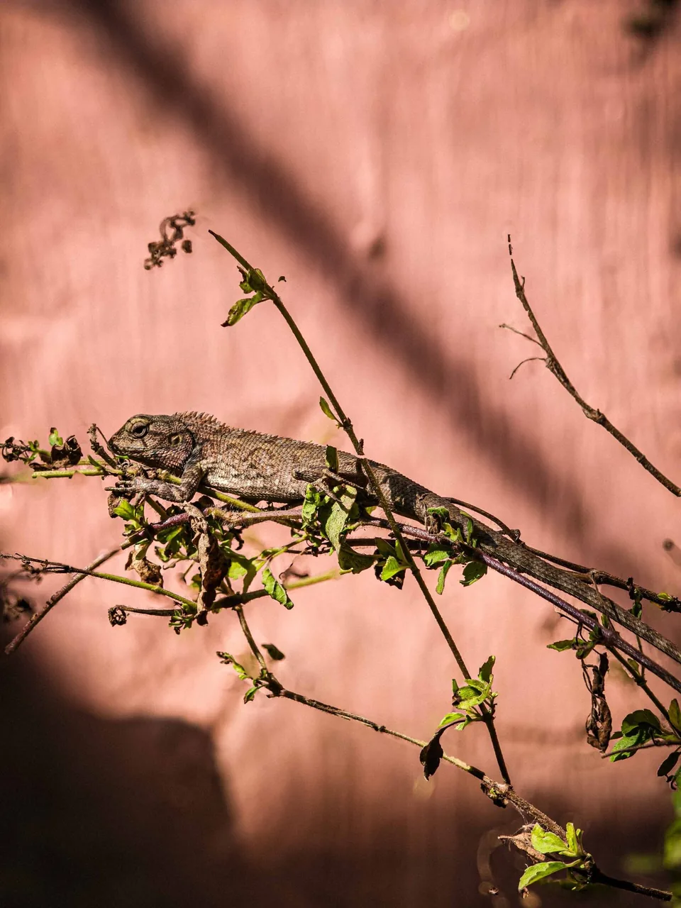 Chameleon